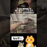 見習い初心者ハントレスで行く2v8 #DeadbyDaylight #dbd #デットバイデイライトライト #キラー #ゲーム配信  #Twitch