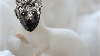 (DBDゆっくり実況)虚空を行きそうなDBDのキャラをつかってギデオン攻略