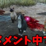 DbD史上最も可愛くて強いキラーが実装されました【Dead by Daylight #顔芸】
